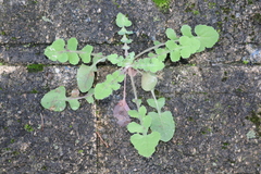 Sonchus tenerrimus tenerrimus