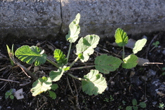 Erodium malacoides malacoides