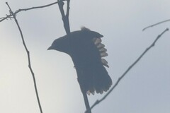 Ramphocelus carbo