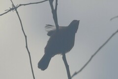 Ramphocelus carbo