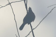 Ramphocelus carbo