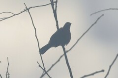 Ramphocelus carbo