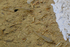 Fundulus heteroclitus