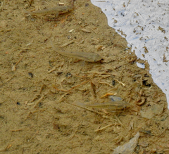 Fundulus heteroclitus