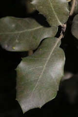 Quercus ilex