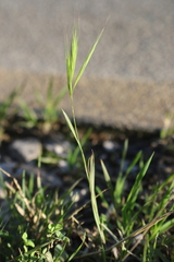 Bromus rubens