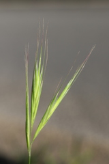 Bromus rubens