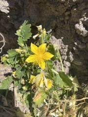 Eucnide bartonioides