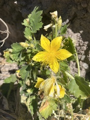 Eucnide bartonioides