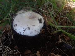 Agaricus campestris