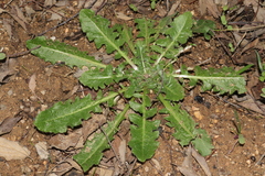 Crepis vesicaria taraxacifolia