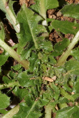Crepis vesicaria taraxacifolia