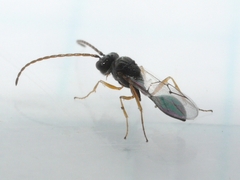 Anacharitinae