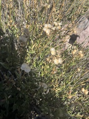 Menodora scabra