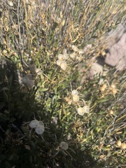 Menodora scabra