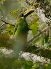 Aulacorhynchus prasinus