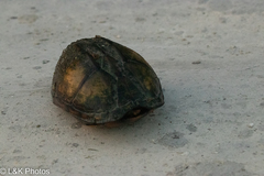 Kinosterninae