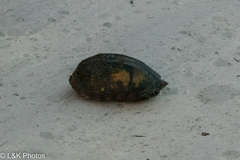 Kinosterninae