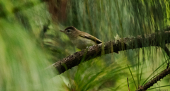 Vireo leucophrys