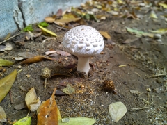 Saproamanita vittadinii