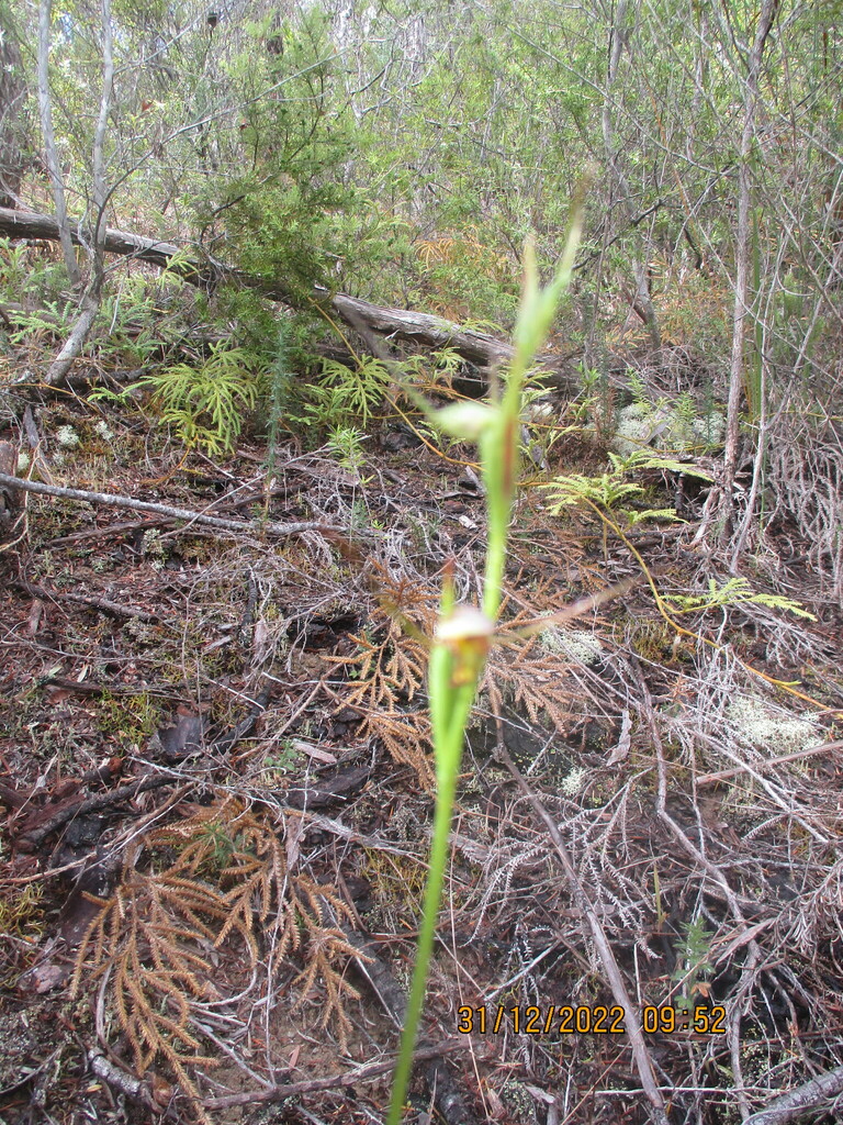 Orthoceras novae-zeelandiae