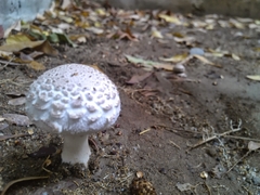 Saproamanita vittadinii