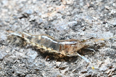 Macrobrachium nipponense