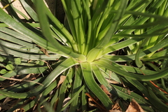 Asphodelus fistulosus