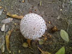 Saproamanita vittadinii