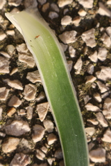 Asphodelus fistulosus