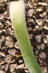 Asphodelus fistulosus