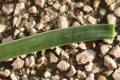 Asphodelus fistulosus
