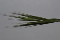 Bromus rubens
