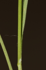 Bromus rubens