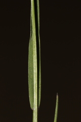 Bromus rubens