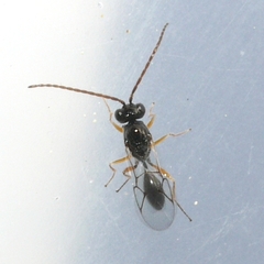 Anacharitinae
