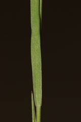 Bromus rubens