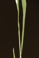 Bromus rubens