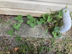 Aristolochia littoralis