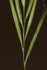 Bromus rubens