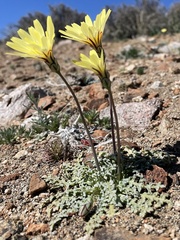 Anisocoma acaulis