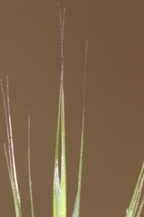 Bromus rubens