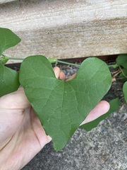 Aristolochia littoralis