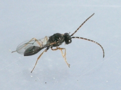 Anacharitinae
