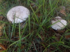 Agaricus campestris