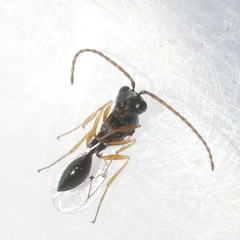Anacharitinae
