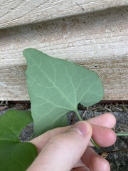 Aristolochia littoralis