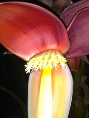 Musa × paradisiaca