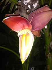 Musa × paradisiaca