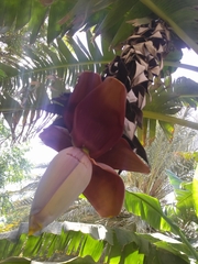 Musa × paradisiaca